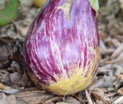 eggplant-996610_1920