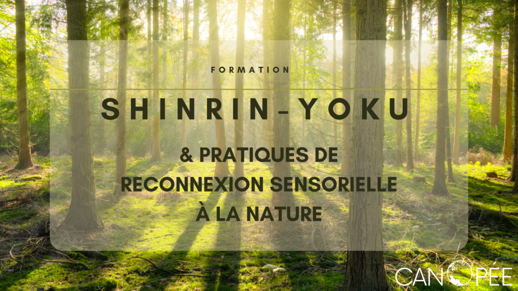 Formation : "Shinrin-Yoku et Pratiques de reconnexion sensorielle à la nature"