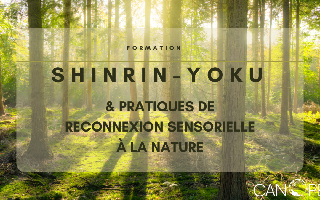 Formation : « Shinrin-Yoku et Pratiques de reconnexion sensorielle à la nature »