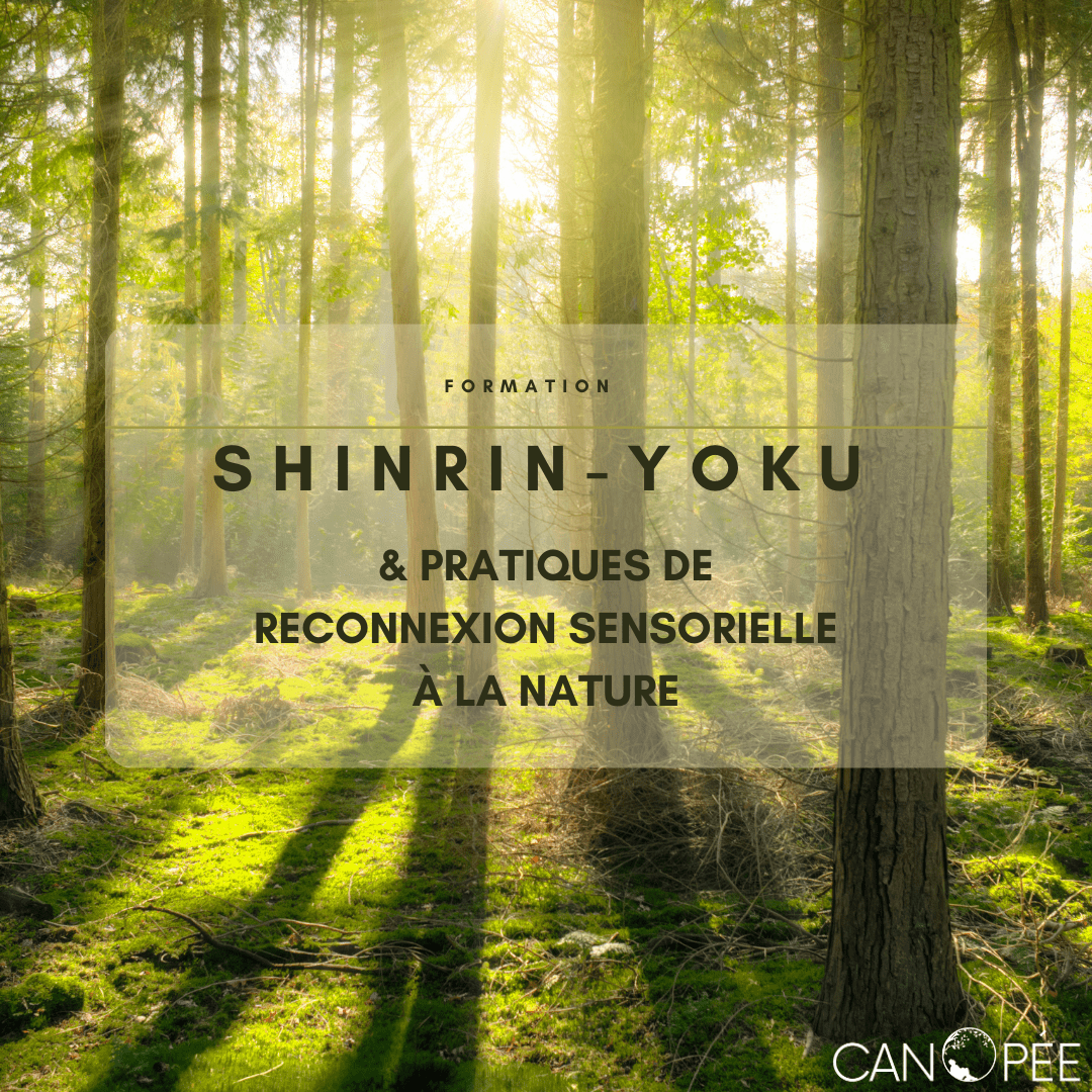 Formation Shinrin-yoku et Pratiques de reconnexion sensorielle à la nature