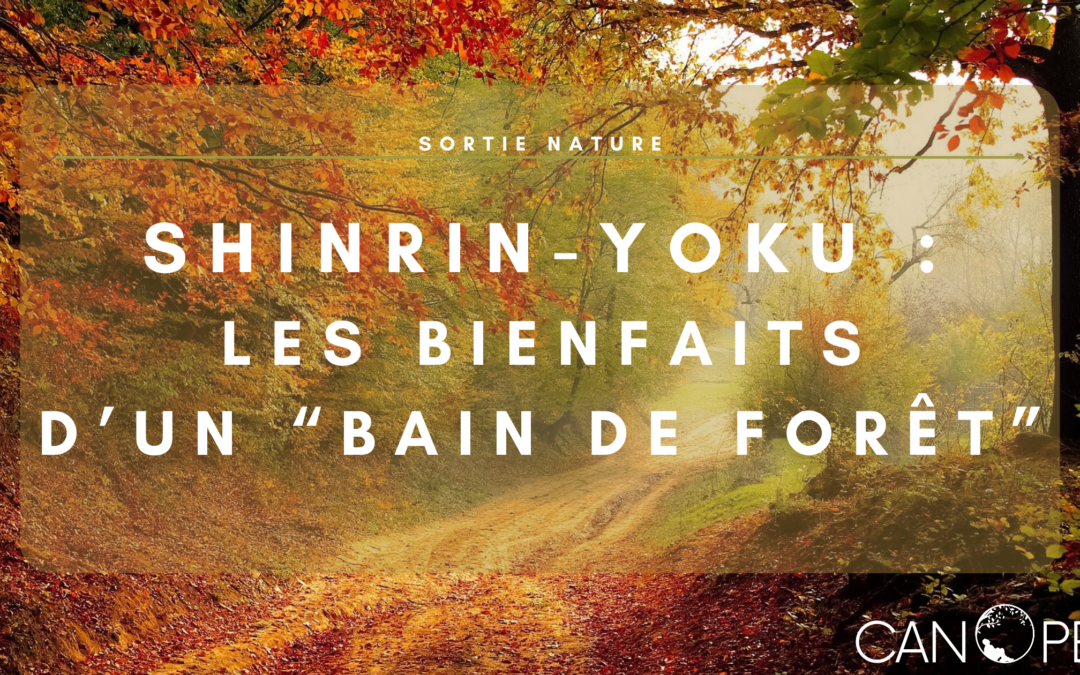 Shinrin-yoku : les bienfaits d’un « bain de forêt »