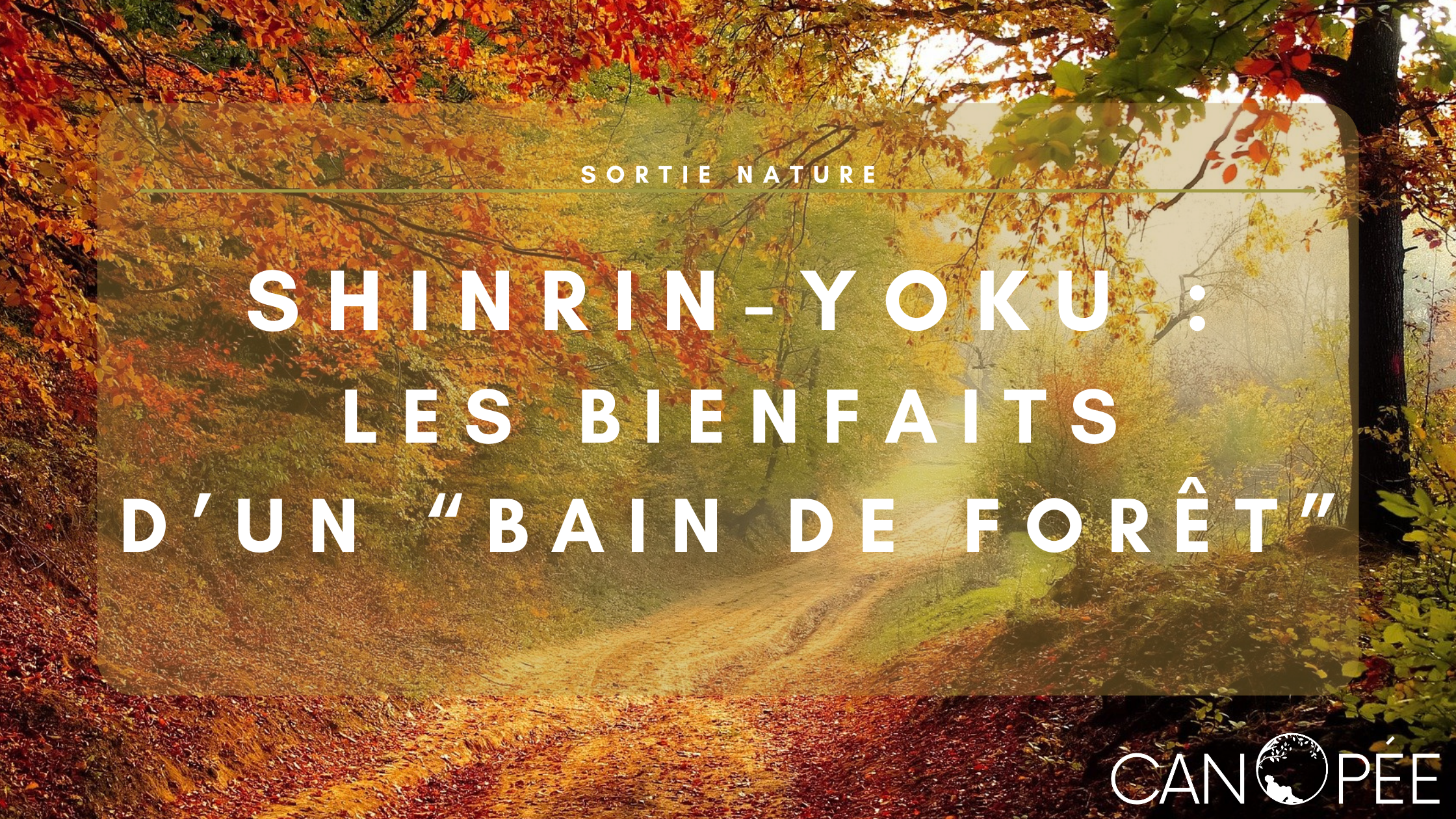 Shinrin-yoku : les bienfaits d'un "bain de forêt"