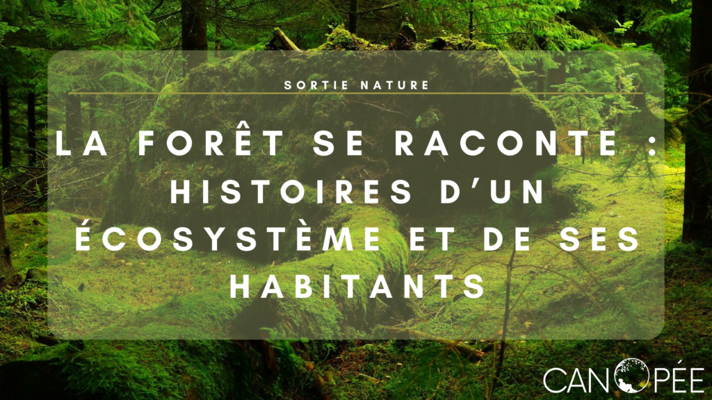 La forêt se raconte : Histoires d'un écosystème et de ses habitants