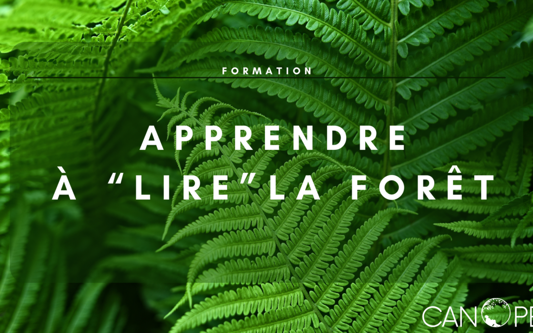 Formation Apprendre à « lire » la forêt