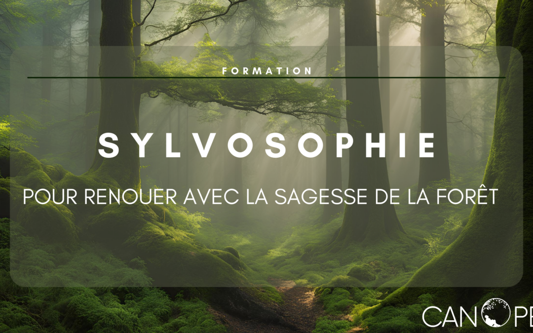 Formation Sylvosophie – Pour renouer avec la sagesse de la forêt